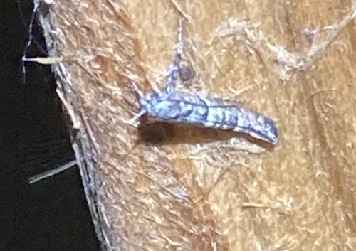 Caloptilia atomosella