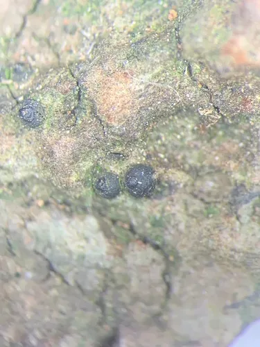 Lithothelium septemseptatum