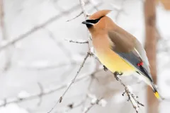 Cedar Waxwing photo