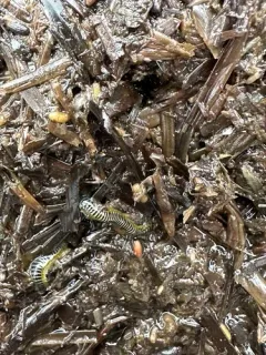 Eumida longicornuta thumbnail 3