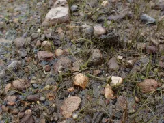western quillwort thumbnail 3