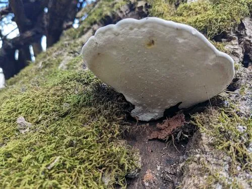 Sporophagomyces chrysostomus