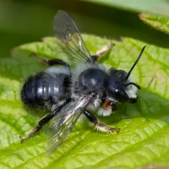 Black-and-gray Leafcutter Bee thumbnail 3