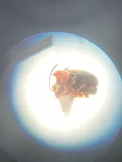 Mouse-winged Anthicid thumbnail 1