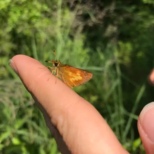 Mulberry Wing