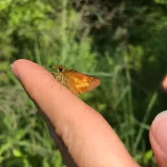 Mulberry Wing thumbnail 1