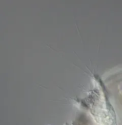 Collotheca ornata thumbnail 3