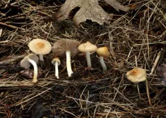 Inocybe occulta thumbnail 3