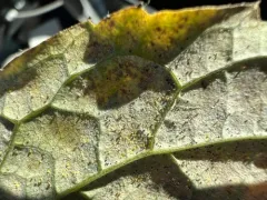 Phyllactinia philadelphi thumbnail 2