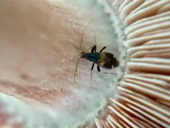 Fulvius imbecilis thumbnail 3