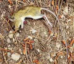 Southwestern Jumping Mouse thumbnail 4