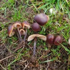 Cucumber Cap thumbnail 3