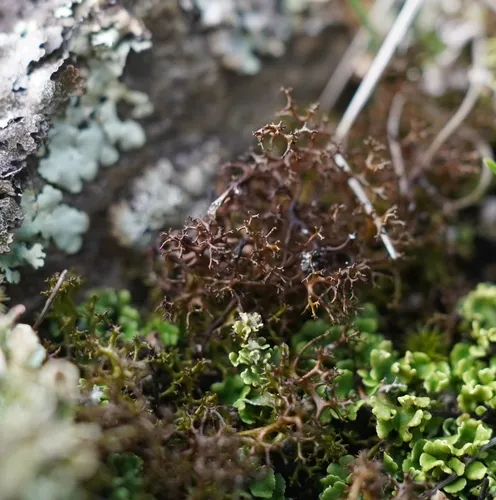 Spiny Heath Lichen