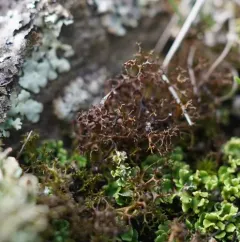 Spiny Heath Lichen thumbnail 1