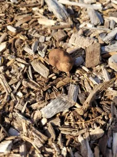 Pecan Truffle thumbnail 4