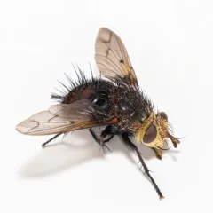 Pararchytas decisus thumbnail 4