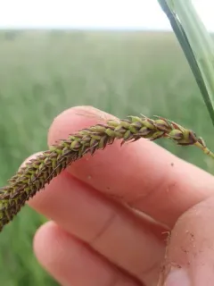 swinging sedge thumbnail 4