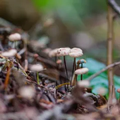 horsehair fungus thumbnail 4