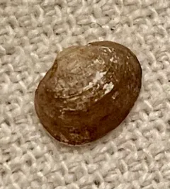 Long Fingernailclam thumbnail 4