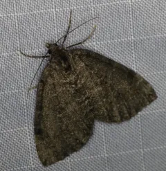 July Highflyer Moth thumbnail 4