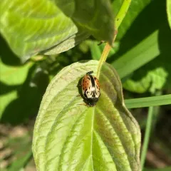 Ninebark Calligrapha Beetle thumbnail 2