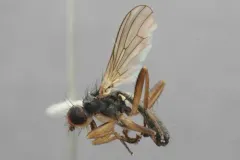 Cordilura fuscipes thumbnail 4