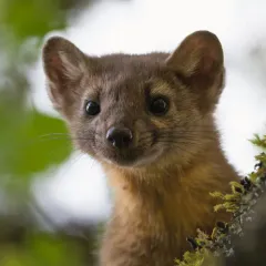Pacific Marten thumbnail 3