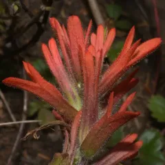 littoral paintbrush thumbnail 2