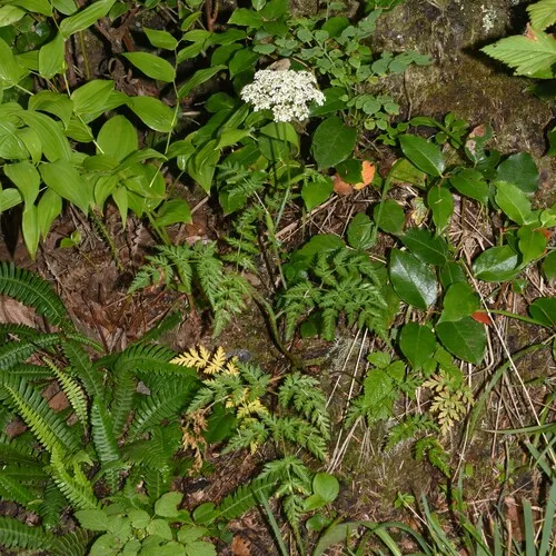 Western Hemlock-parsley