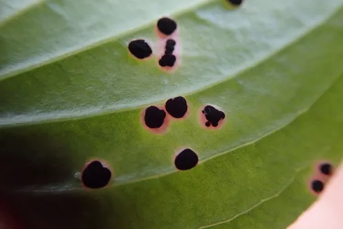 Puccinia porphyrogenita
