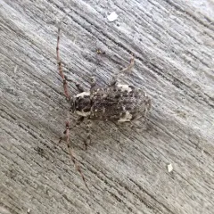 Spotted Long-horned Beetle thumbnail 2
