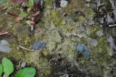 Thrombium epigaeum thumbnail 3