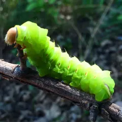 Polyphemus Moth thumbnail 3
