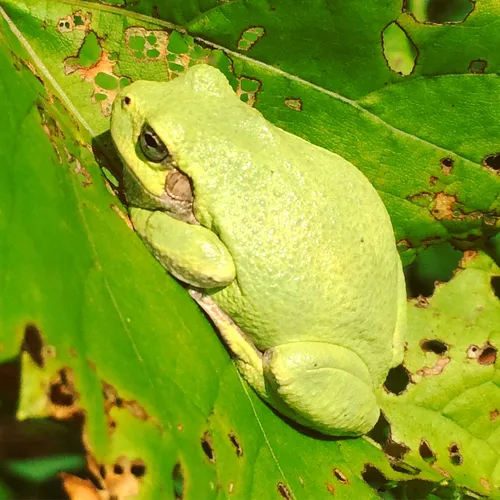 Gray Treefrog