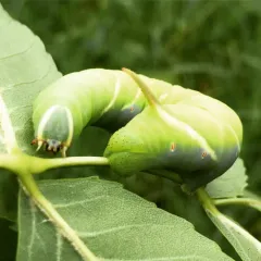 Waved Sphinx thumbnail 3