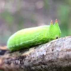 Northern Pearly-eye thumbnail 2