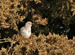 Curve-billed Thrasher