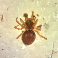 Ceratinella brunnea thumbnail 2