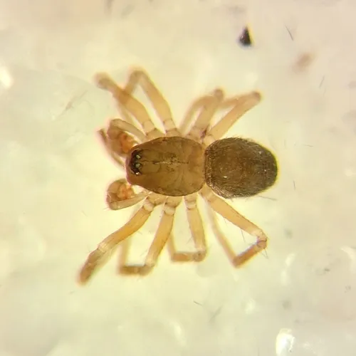 Mermessus augustalis