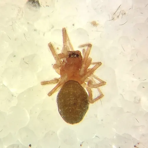 Micrargus longitarsus