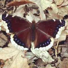Mourning Cloak thumbnail 4