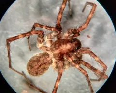Ubiquitous Thin-legged Wolf Spider thumbnail 4