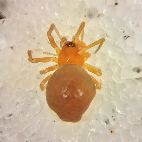 Gonatium crassipalpum