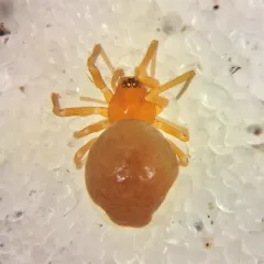 Gonatium crassipalpum thumbnail 1