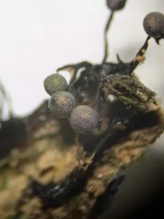 Lamproderma columbinum thumbnail 3