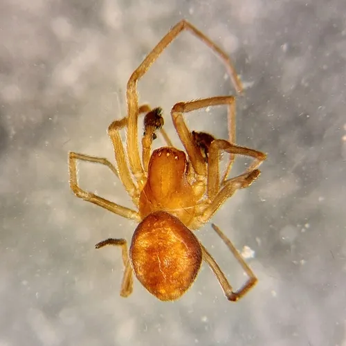 Emblyna phylax