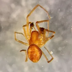 Emblyna phylax thumbnail 1