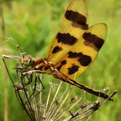 Halloween Pennant thumbnail 2