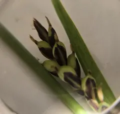grass-like sedge thumbnail 4