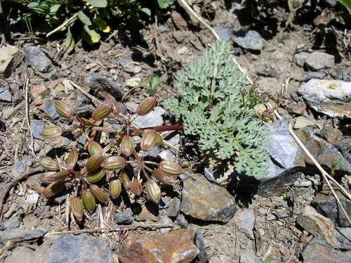 Red-fruited Lomatium